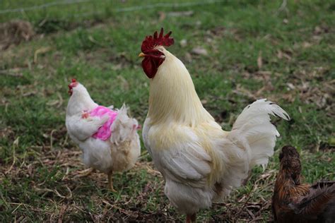 top 5 chicken breeds